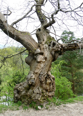 Dead tree with interesting trunk